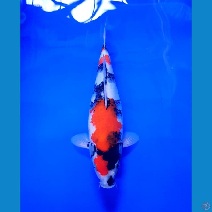 SHOWA SHANSHOKU F34 CM BULKI