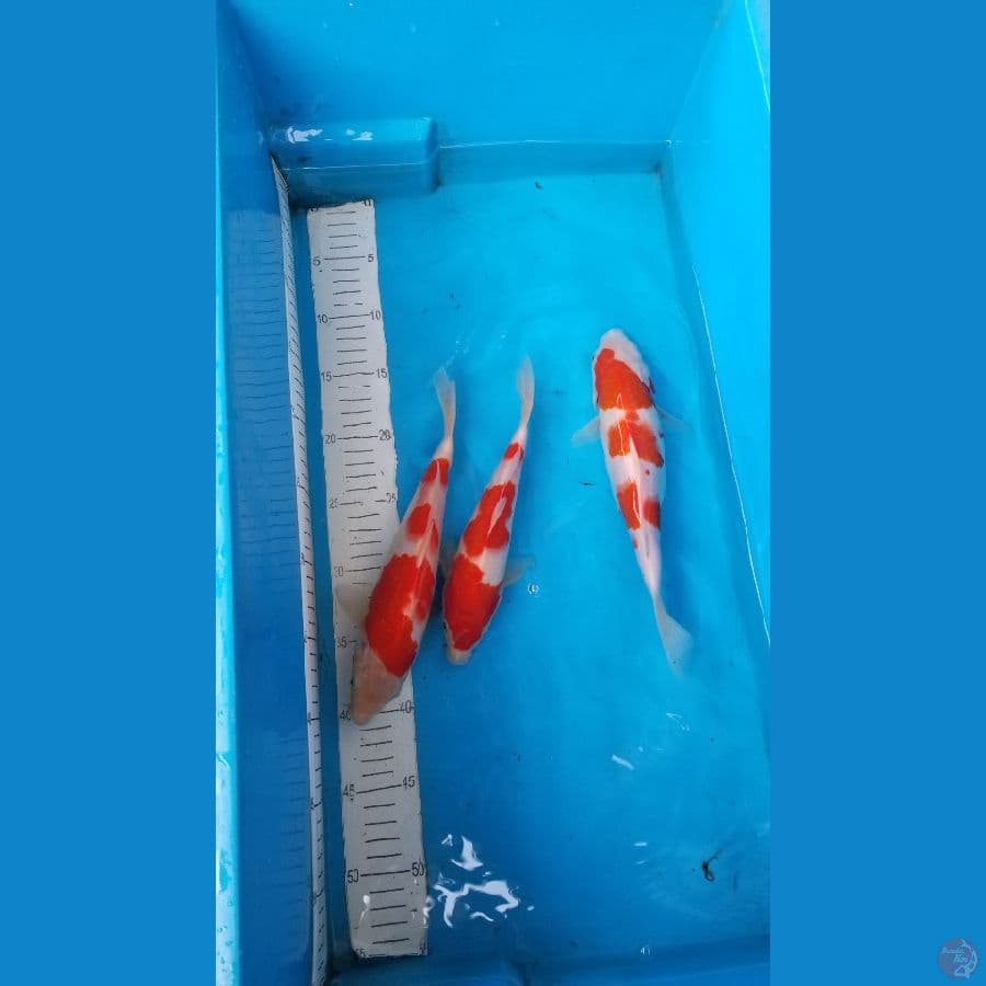 paket kohaku