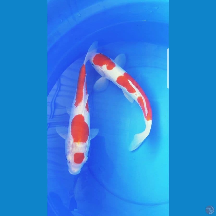 kohaku doitsu 38-40cm