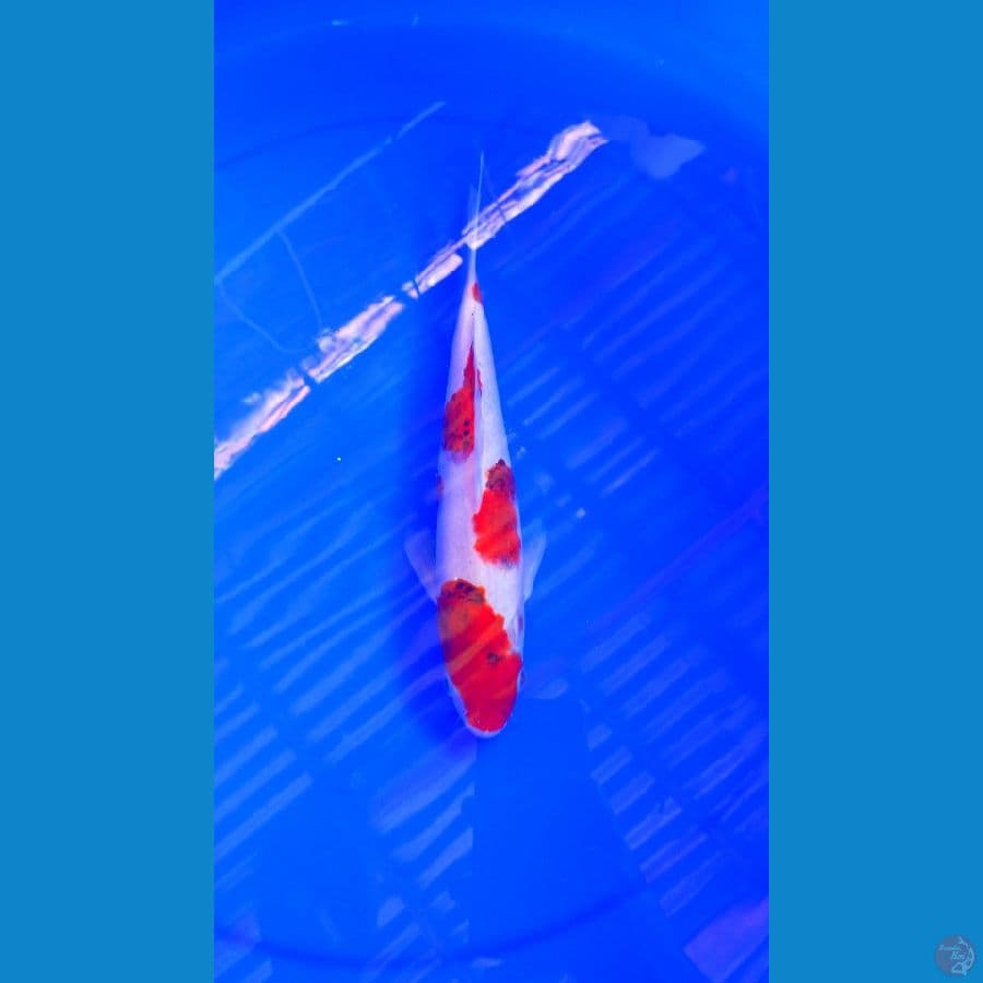 M 30Cm
