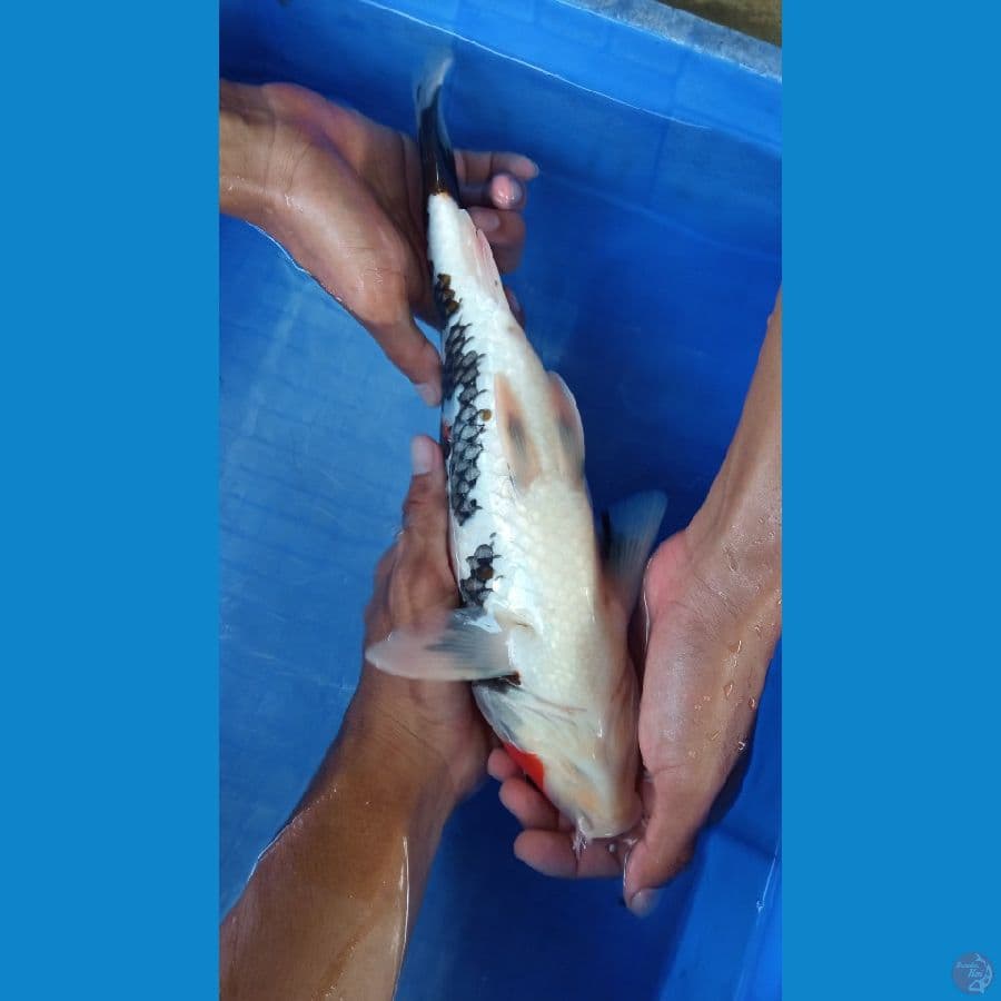 SQ 37CM Minus kepala sebelah dekik sedikit