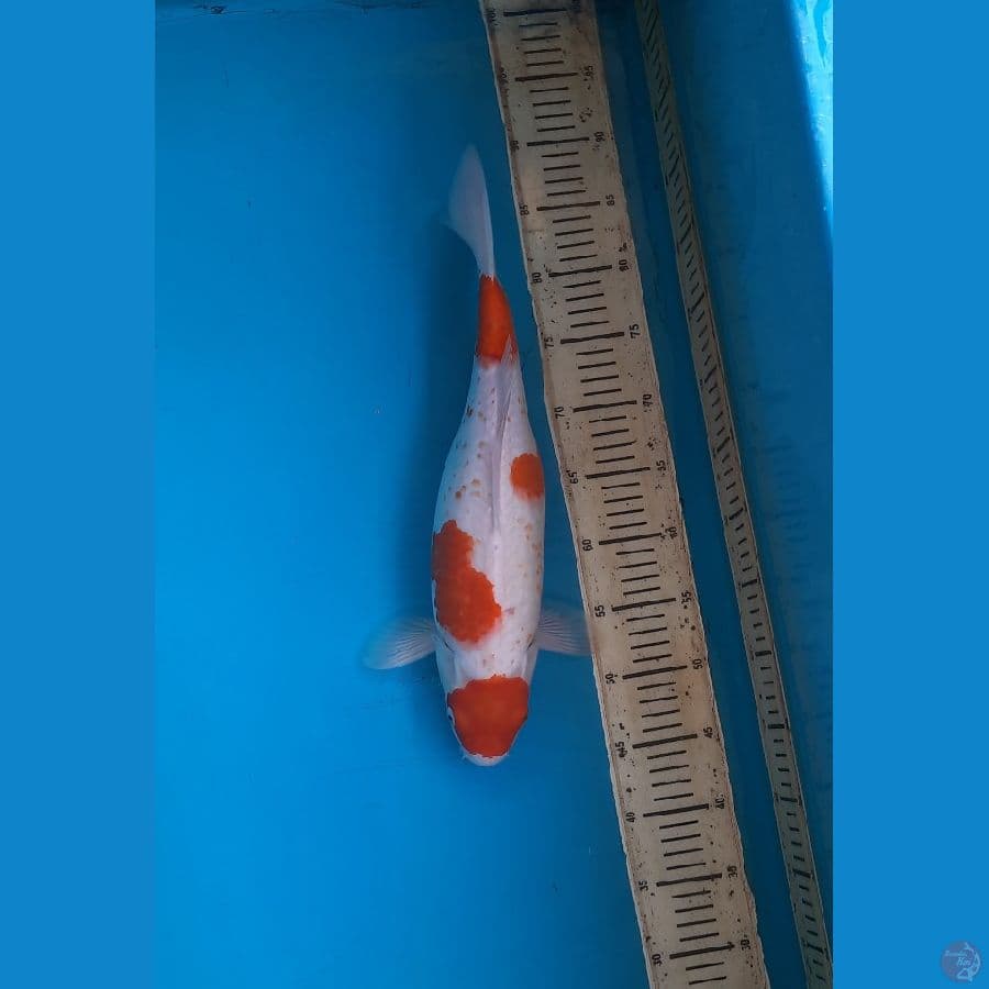 Maruten koromo 41cm f