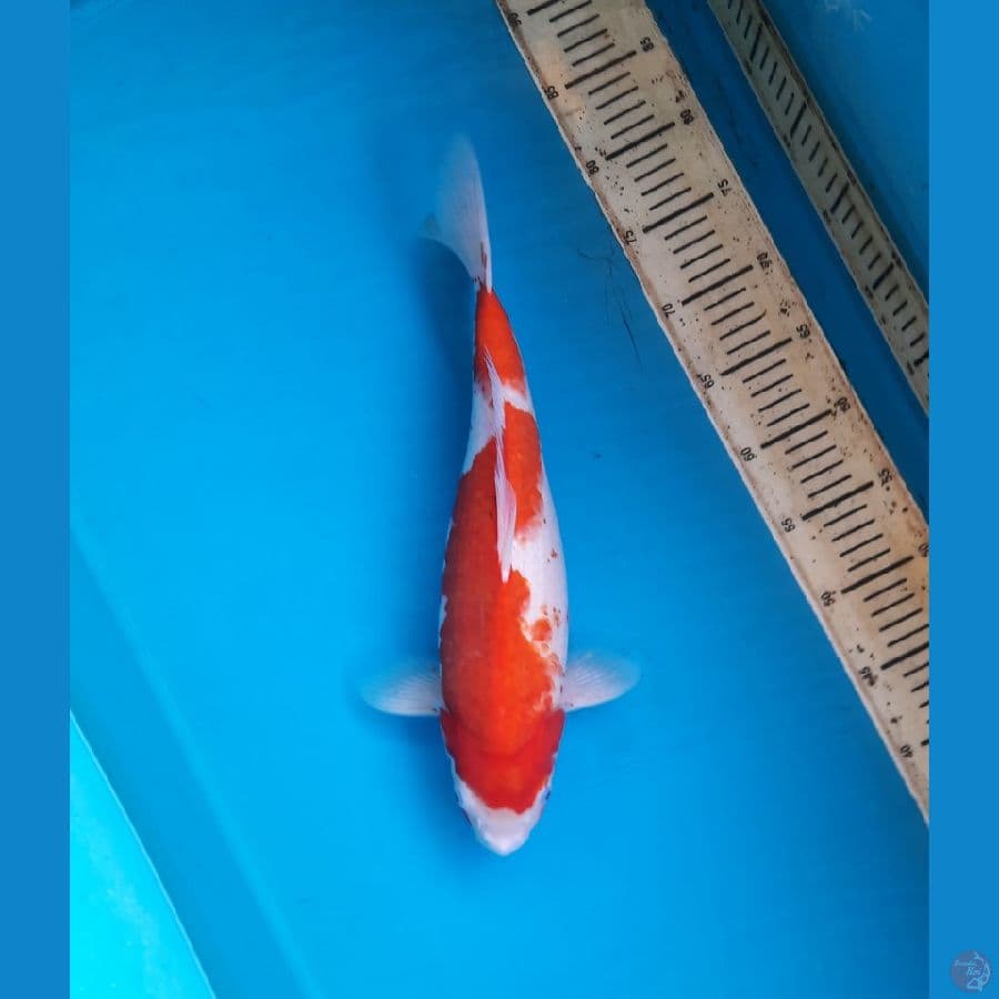 Ai koromo 39cm F