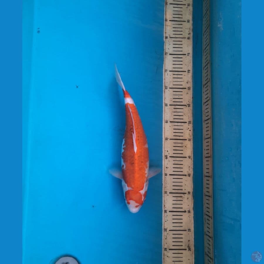 Ai koromo 39cm F