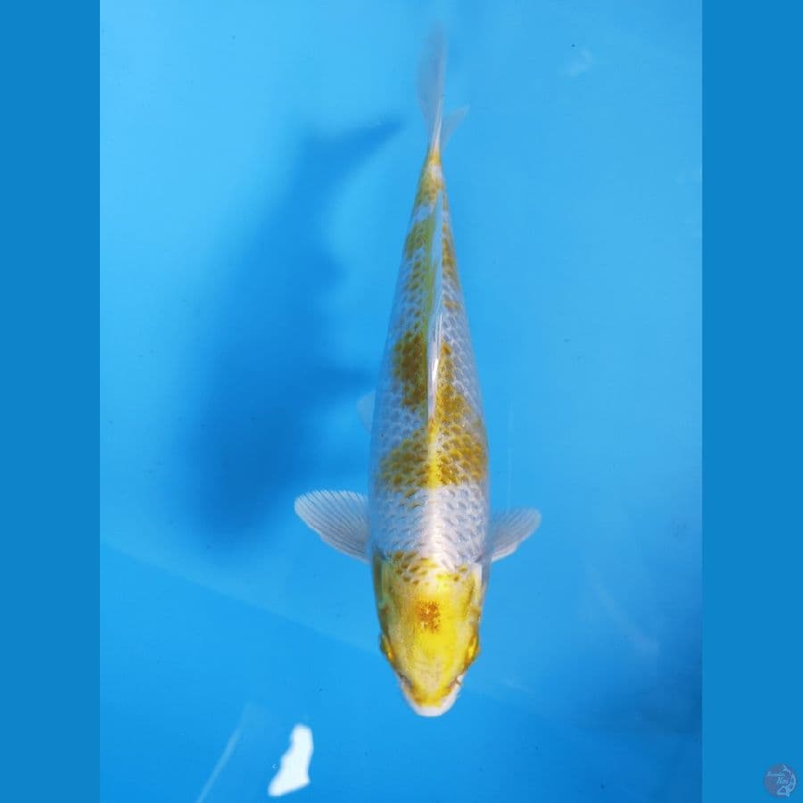 HARIWAKE 20CM, HQ