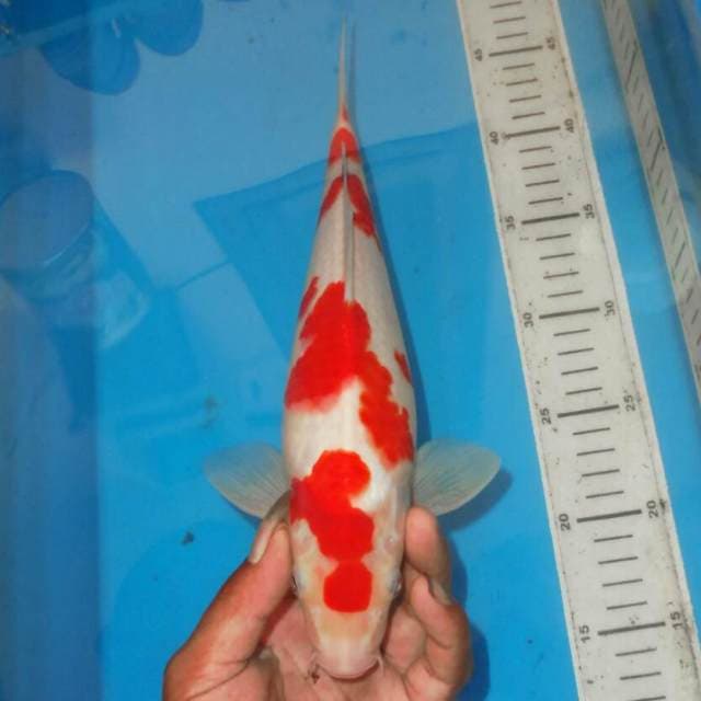 4STEP KOHAKU ABSTRAK