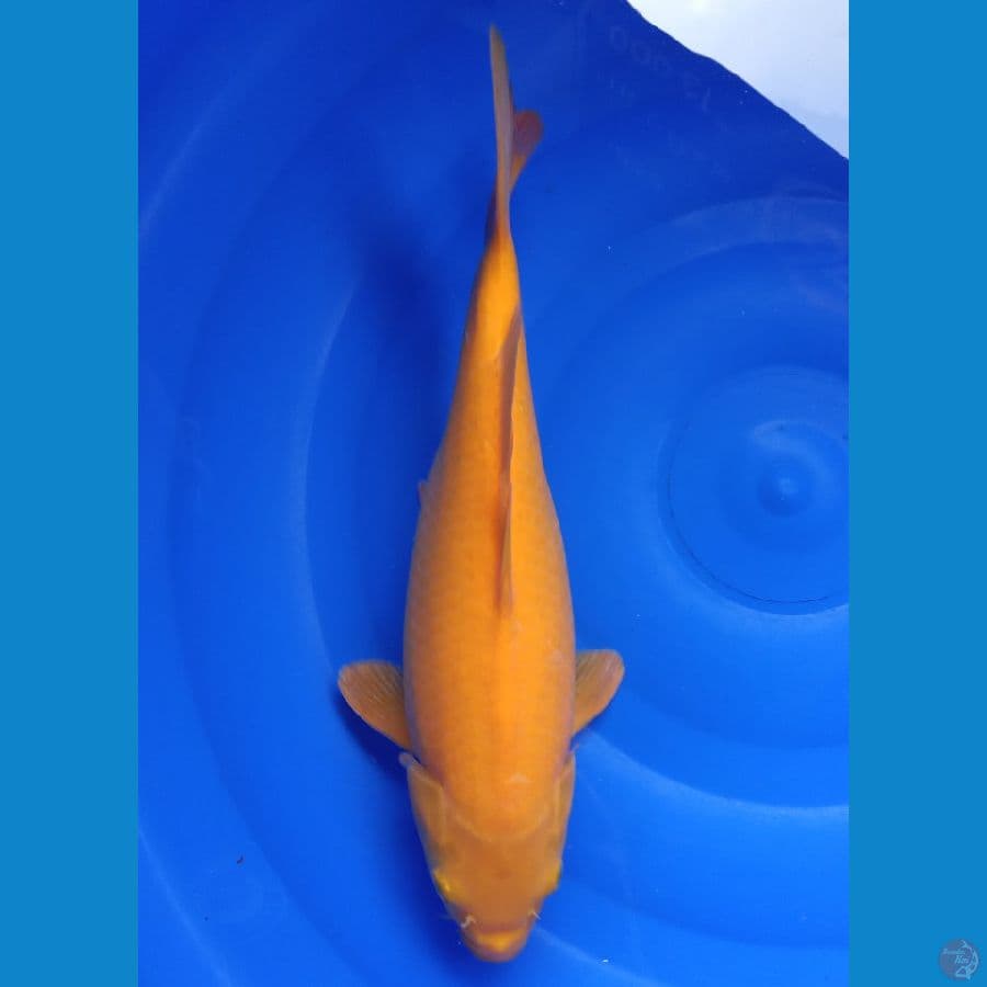 kharasi lemon 35cm