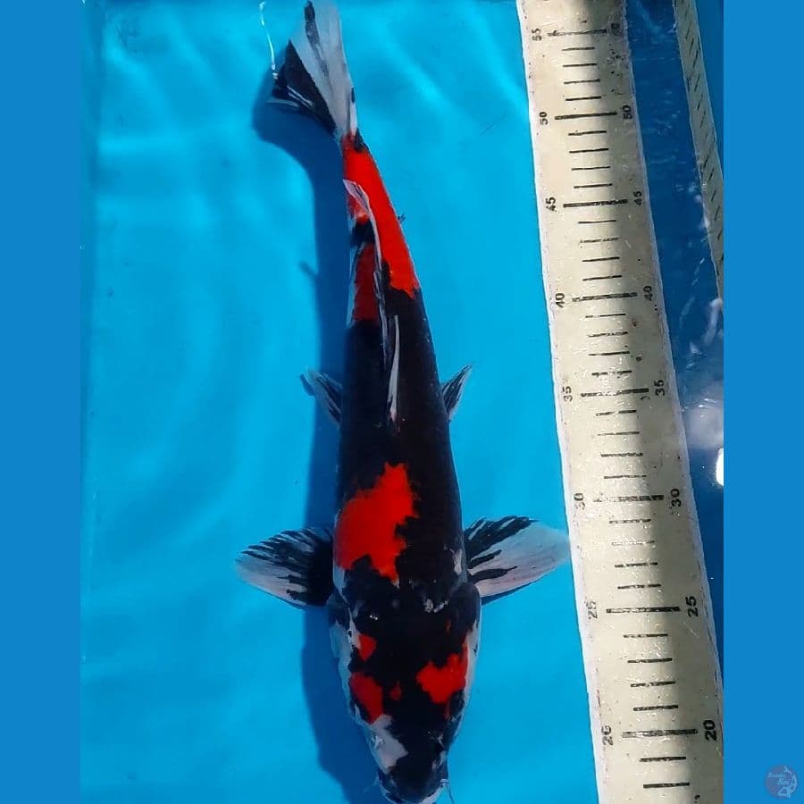 BLACK STRONG SHOWA 37 CM