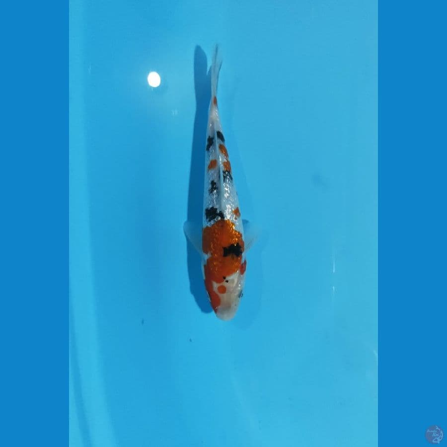 SANKE GINRIN 18CM ORI MALE