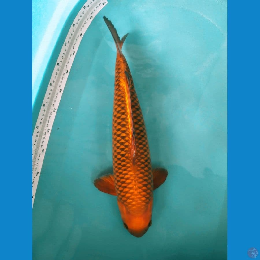 Chagoi 53CM