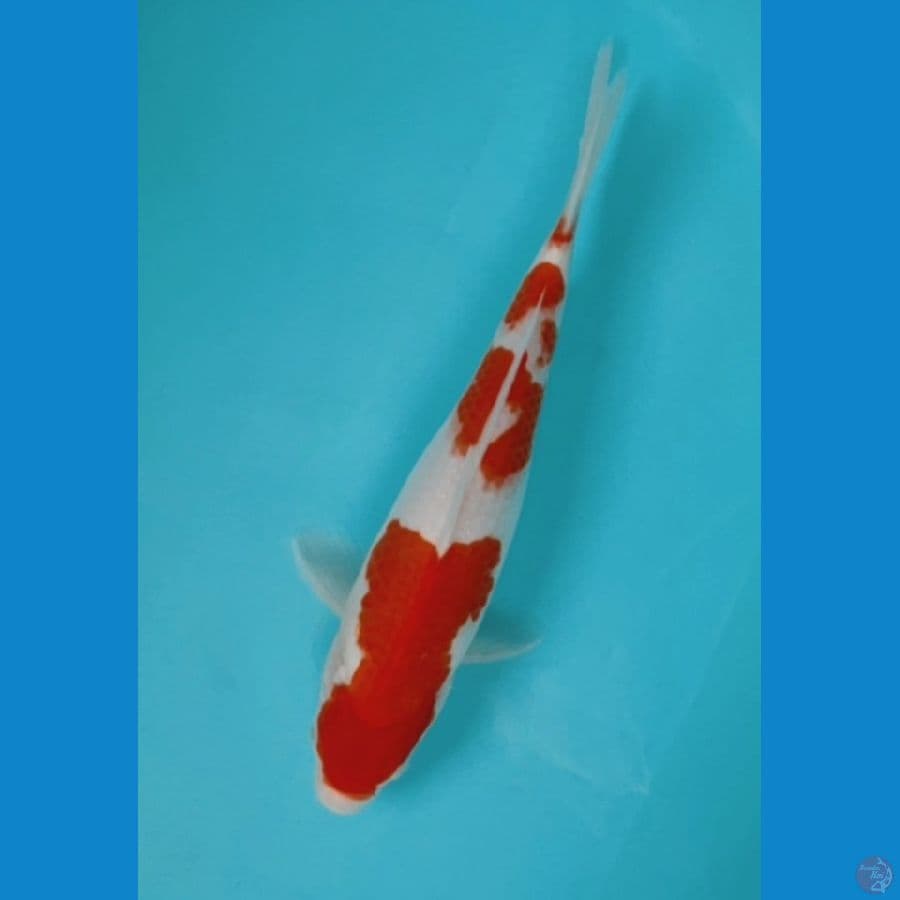 KOHAKU ORI 31CM