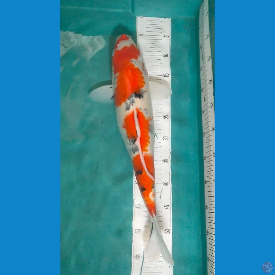 sanke f1 kondo 50cm