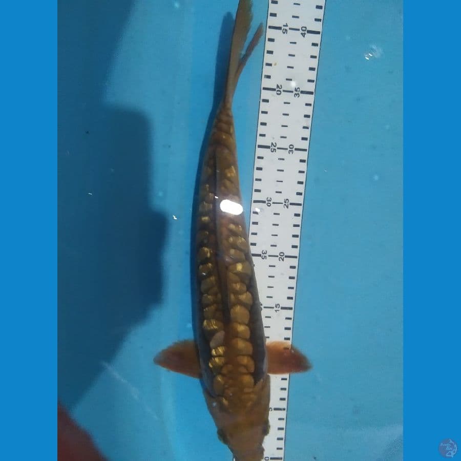 cjagoi aragoke