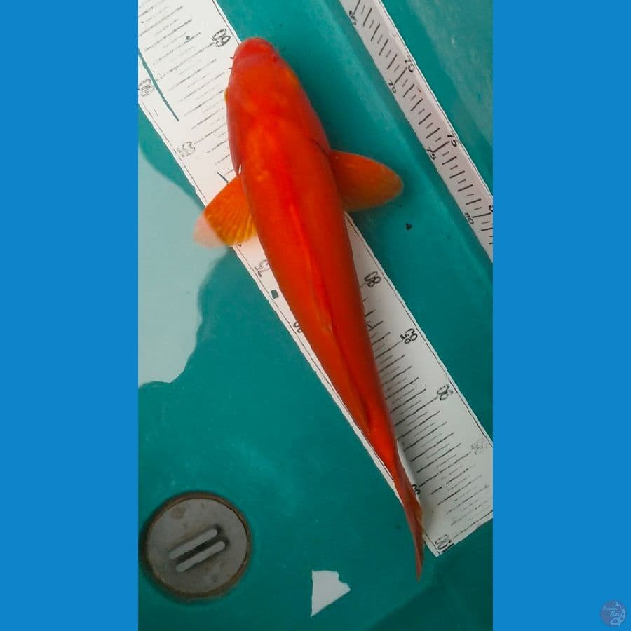 benigoi f1 39cm male