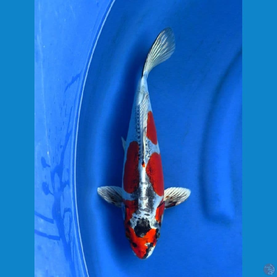 32cm , Kiko SQ