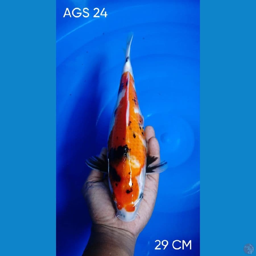 SHOWA SIZE 29CM
