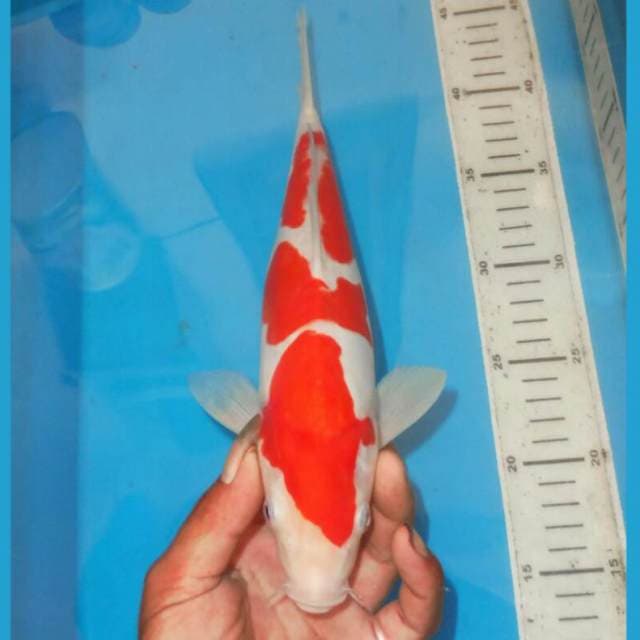 SANDAN KOHAKU