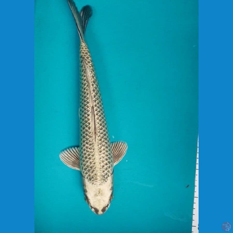 gold mukashi 38cm male