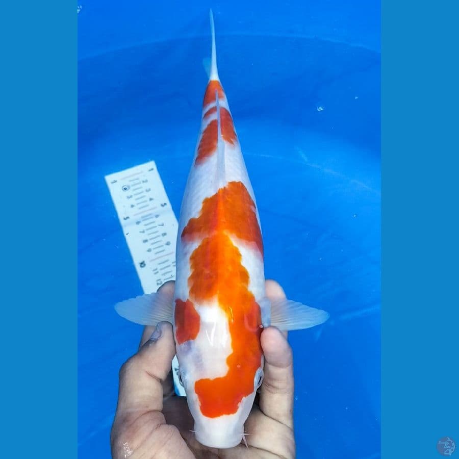 KOHAKU 31CM