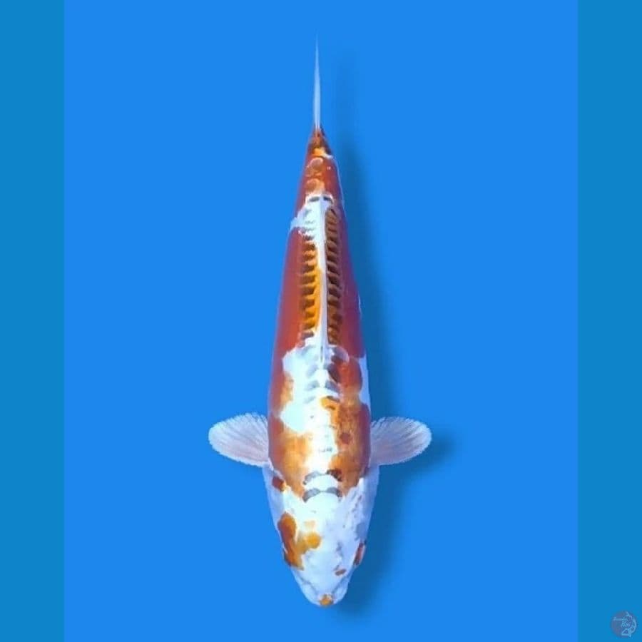 Kikokuryu 32 Female