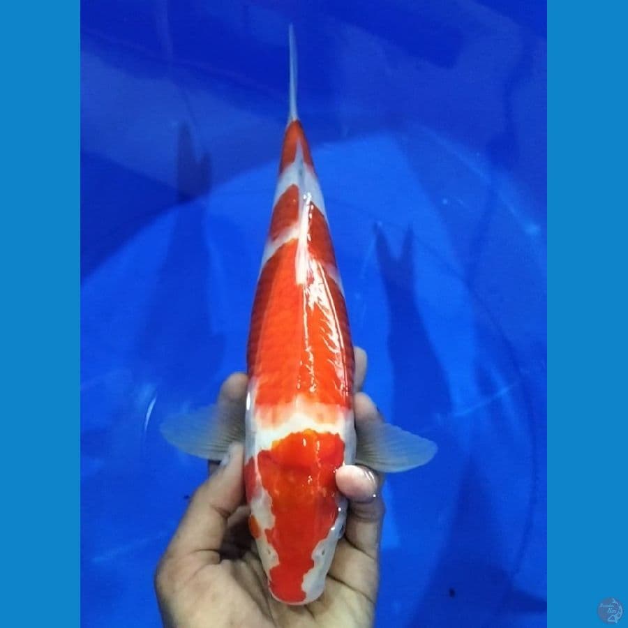 KOHAKU 33CM