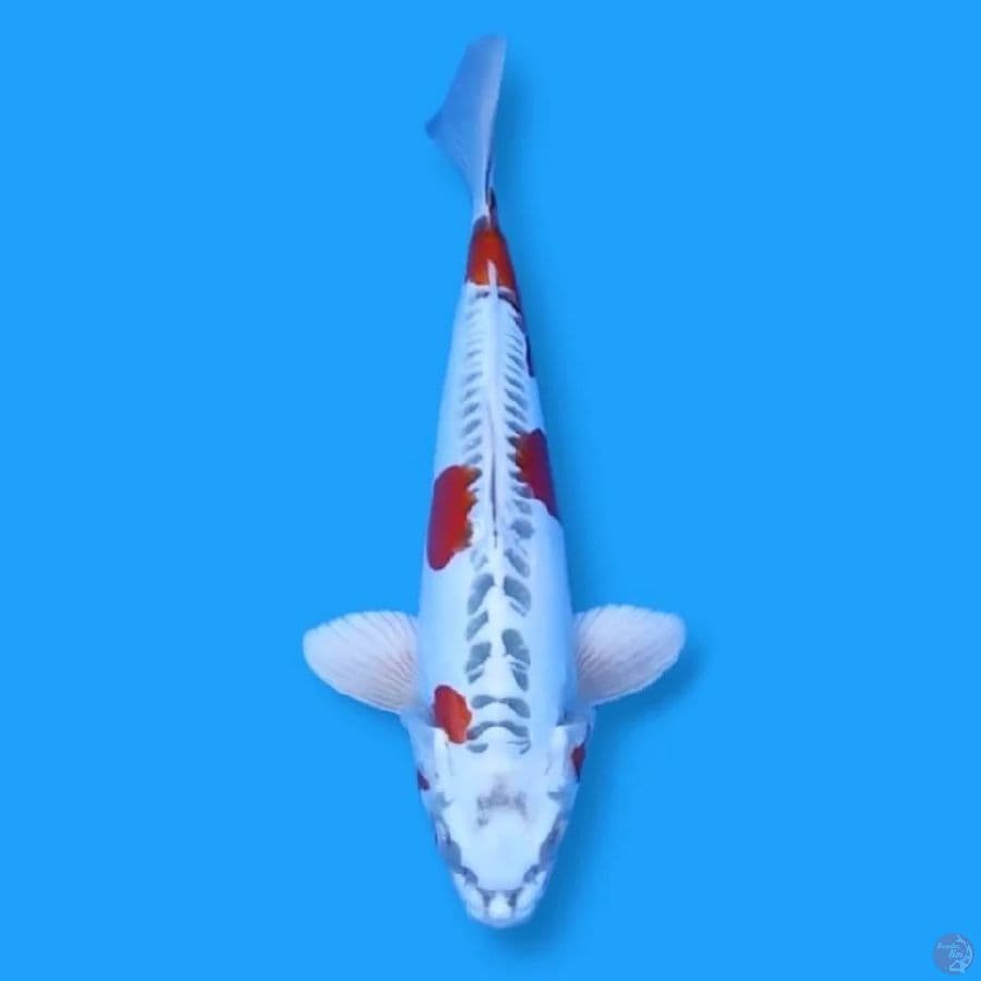 Kin 3 - Kikokuryu 28 Male