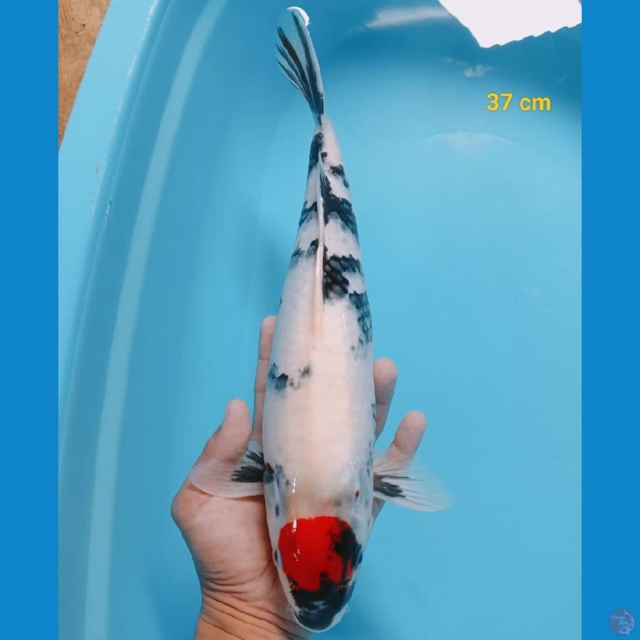 Tancho showa 37 cm