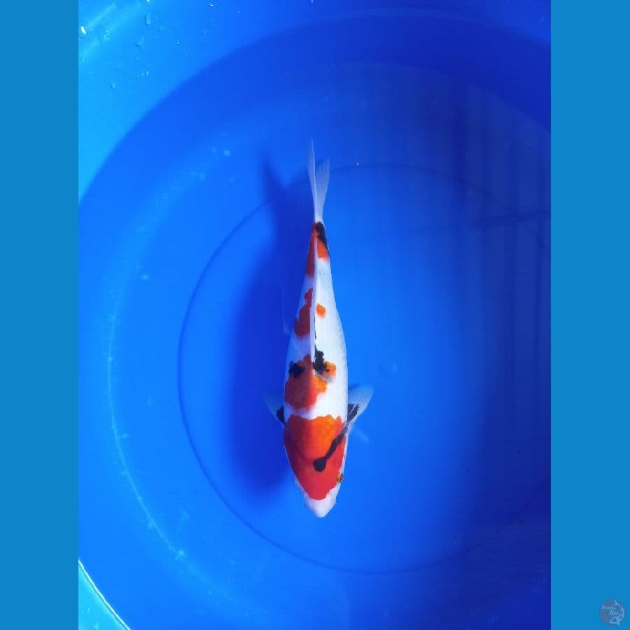 Showa 32cm #F