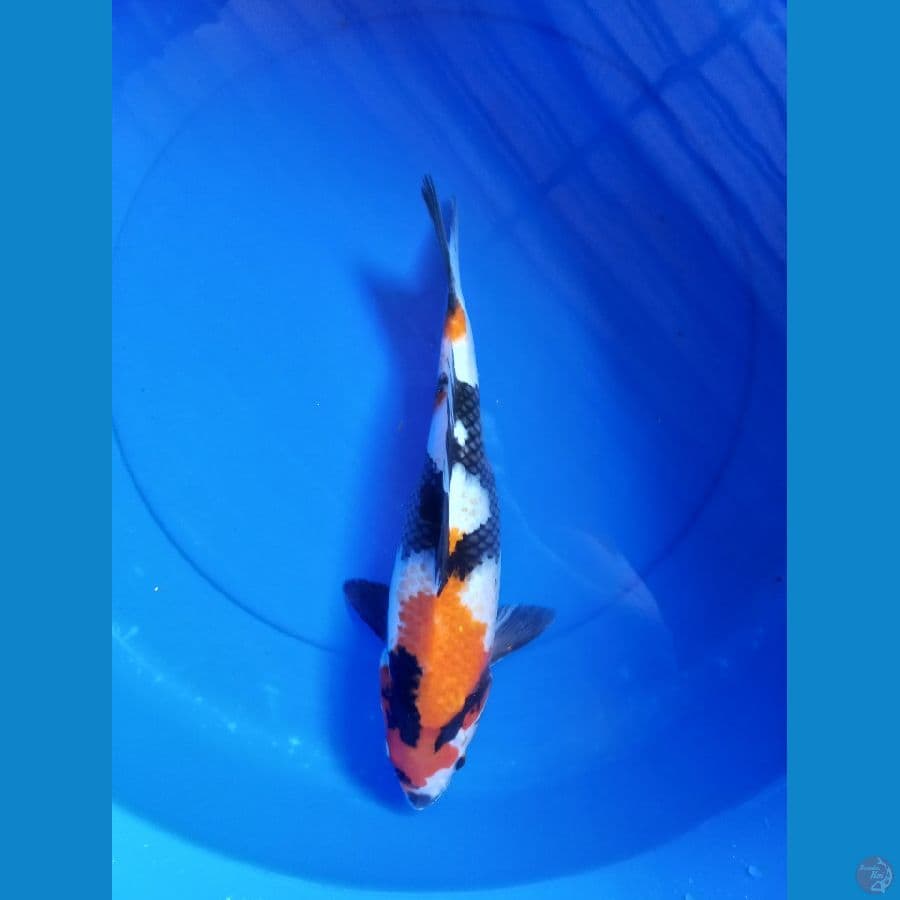 Shiwa 35cm #F