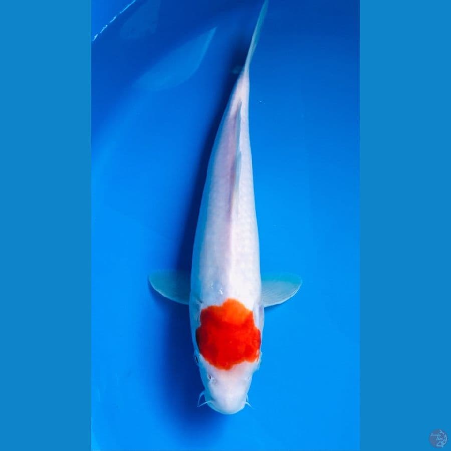 tancho kohaku 30cm