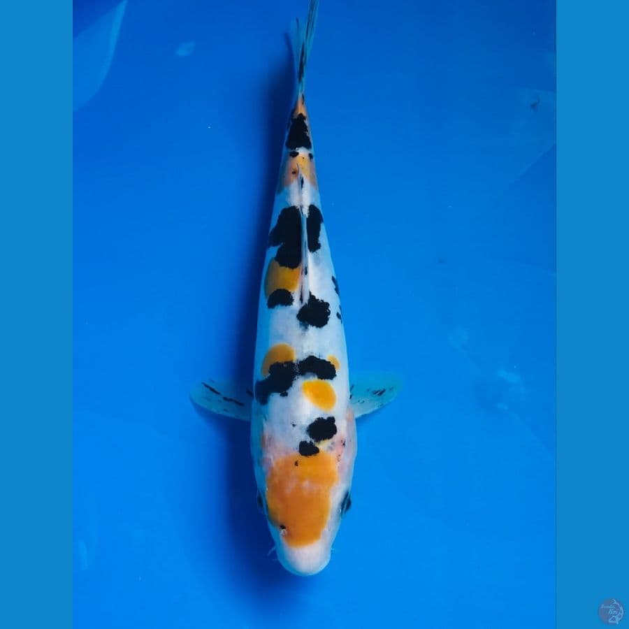 yellow sanke doitsu 22cm