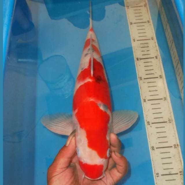 JUMBO SANKE