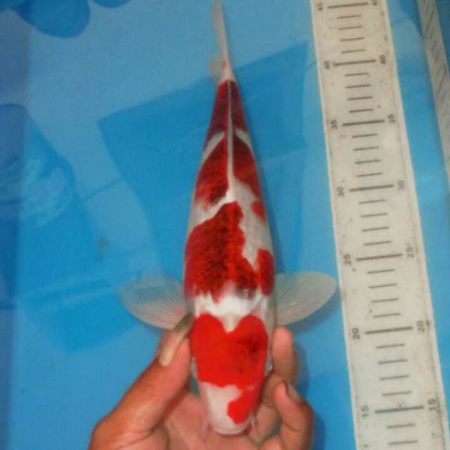 KOROMO