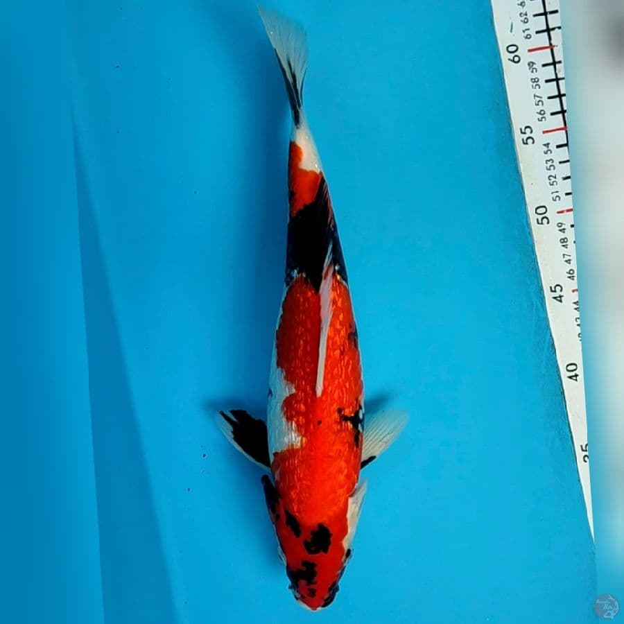 showa ghinrin 34cm