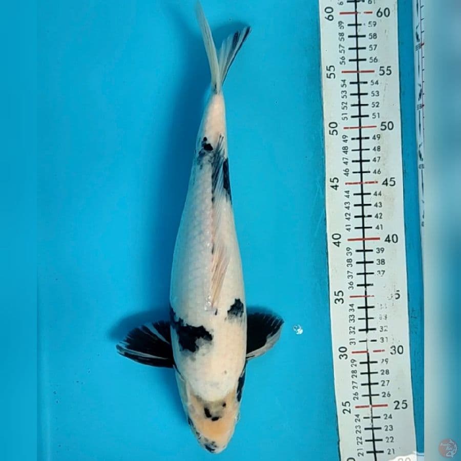 shiro 36cm/m