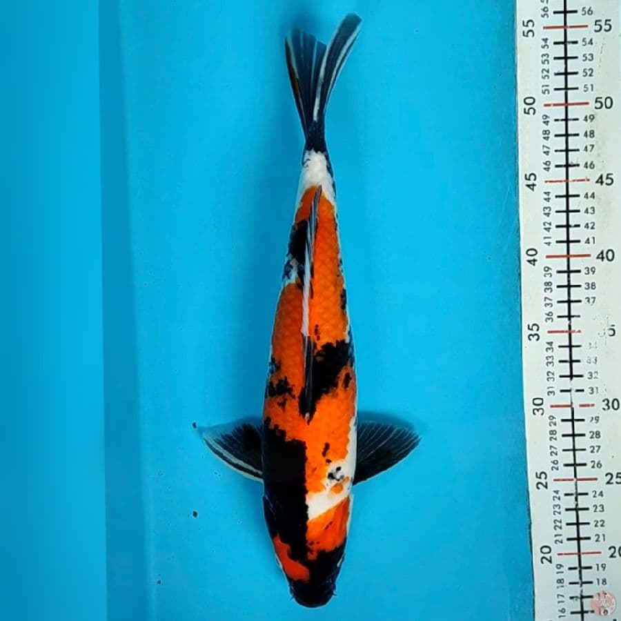 showa 37cm