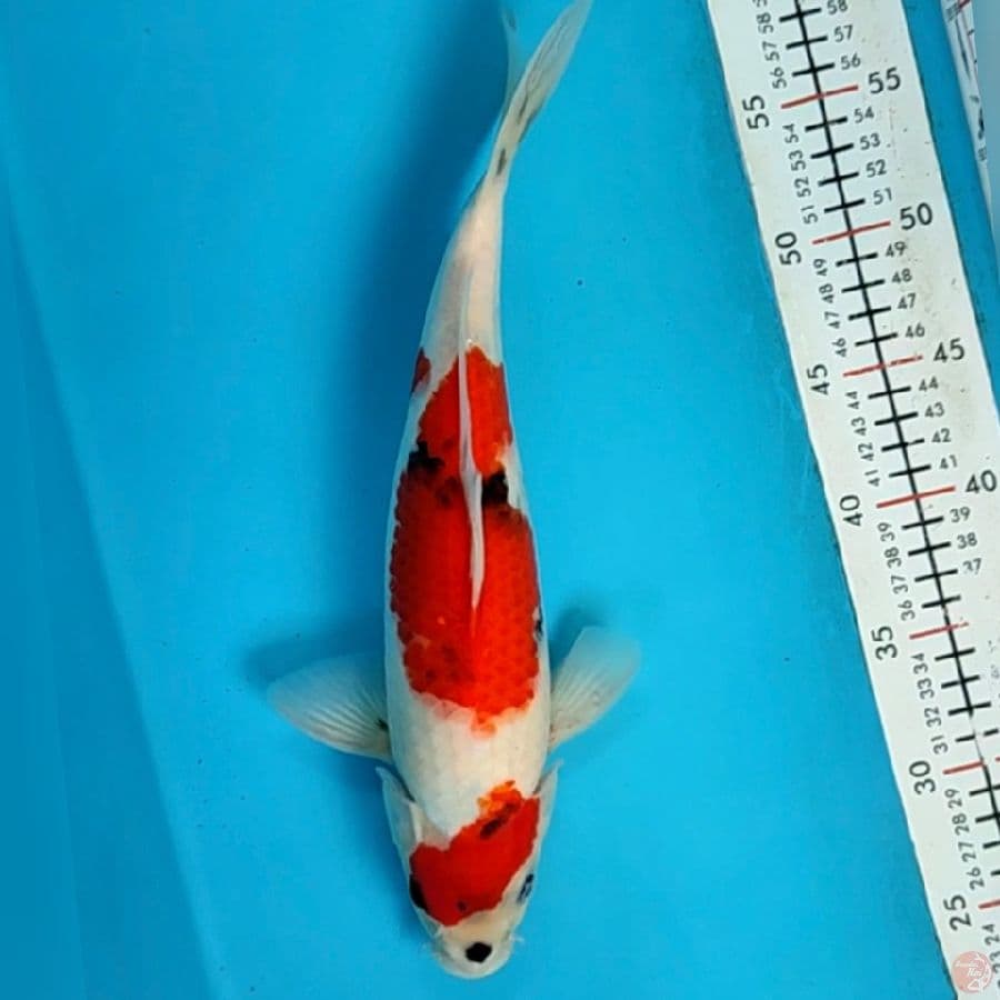 showa 33cm/f