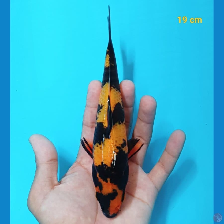 ki utsuri 19 cm