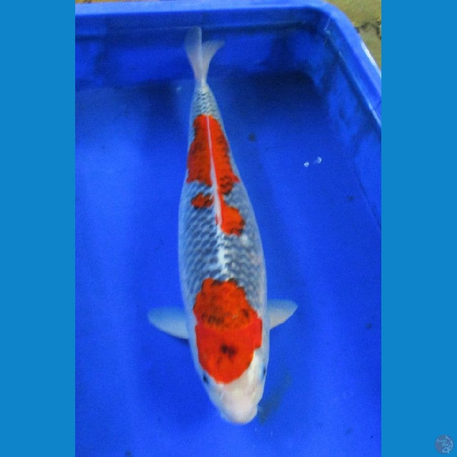 Goshiki ±42cm