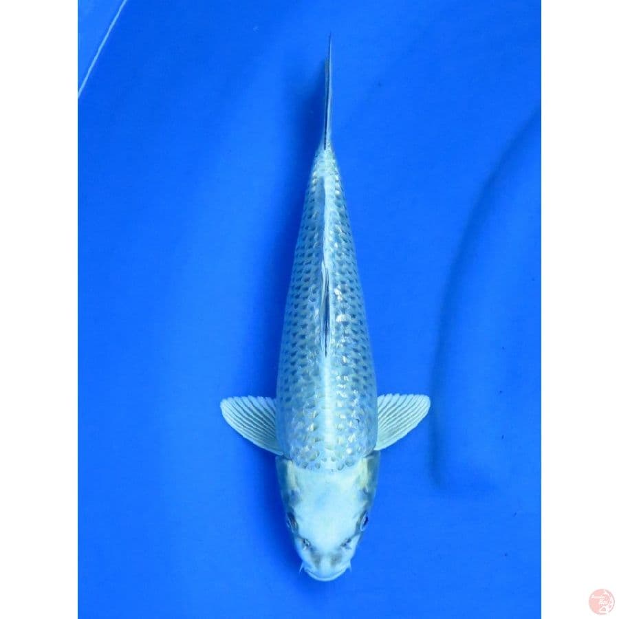 32cm , Mukasi Ginrin Bersih