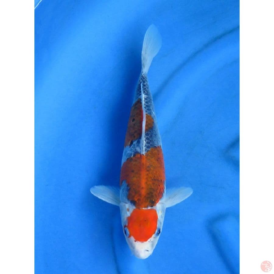 32cm , Red Goshiki