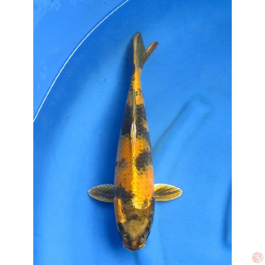39cm , F1 Kin Kin Utsuri