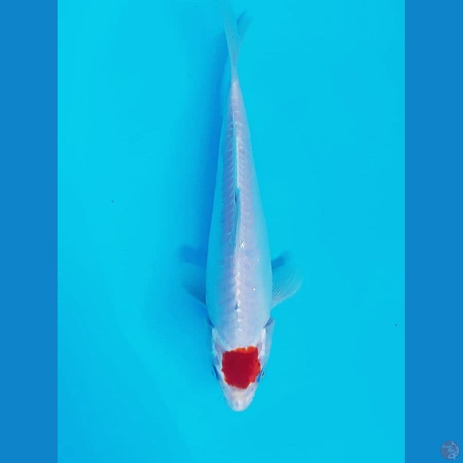 ~ 1 ~ Tancho Kohaku Doit 22cm ORI®
