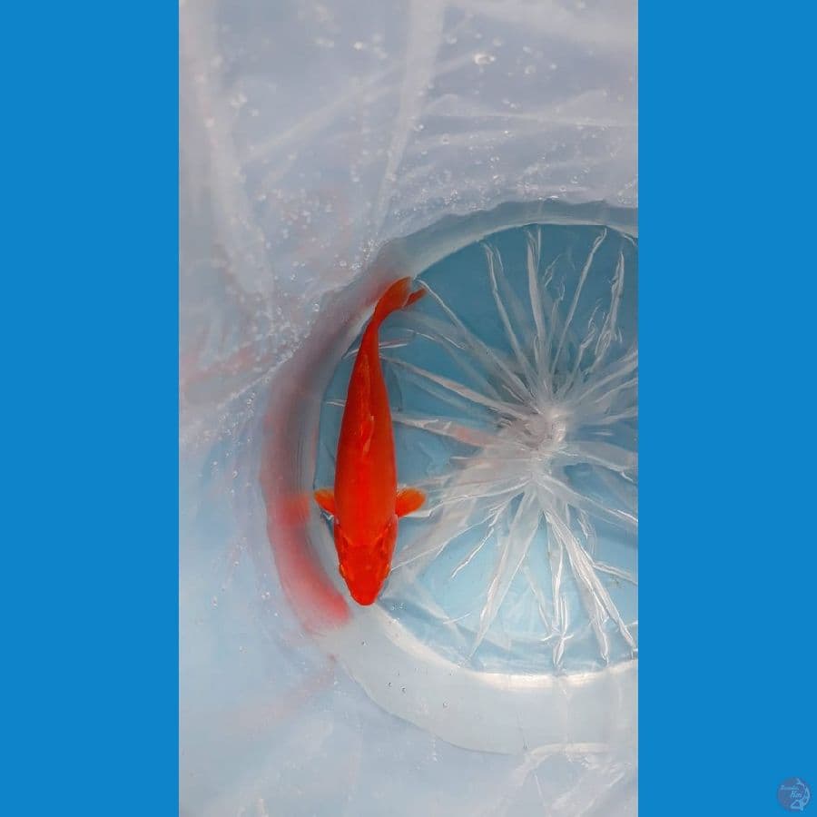 ~ 1~ Benigoi Doit 24cm Tembus perut ®
