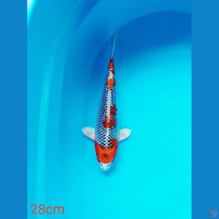 ~ 6 ~ Kujaku 28cm