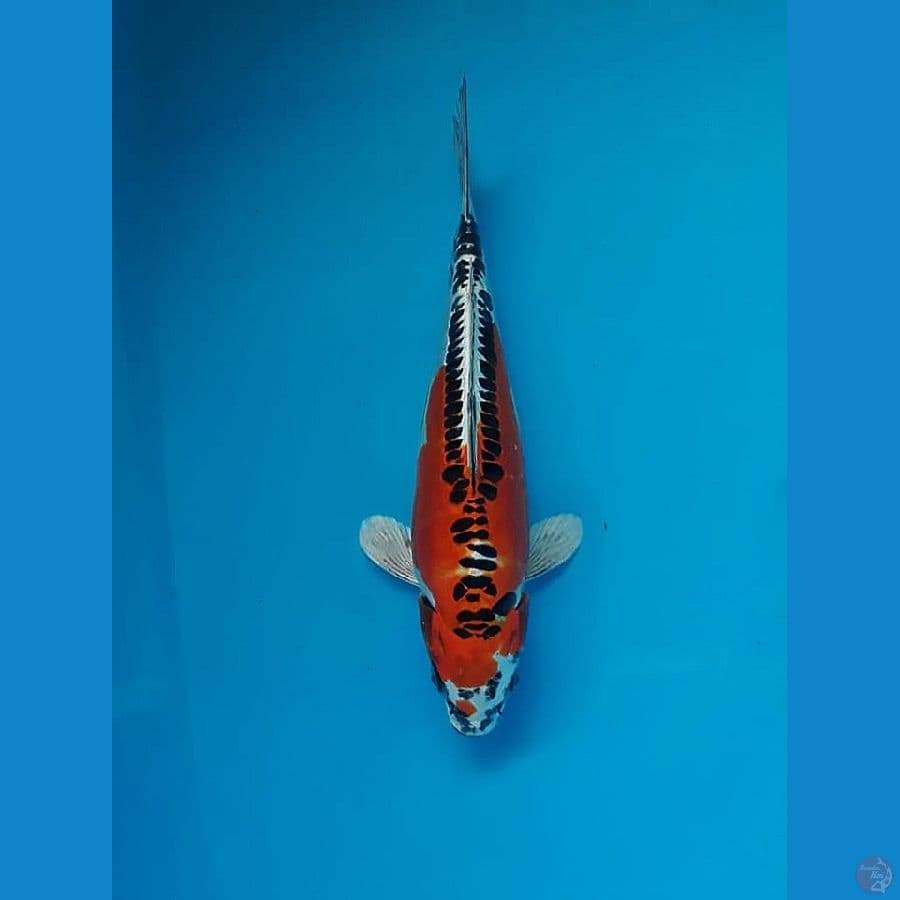 ~ 7 ~ Kujaku doit 25cm