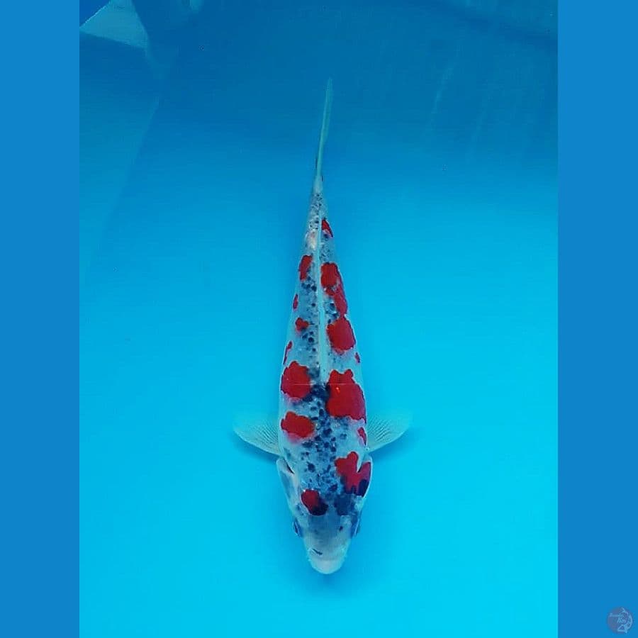 ~ 4 ~ Goshiki Modern 20cm