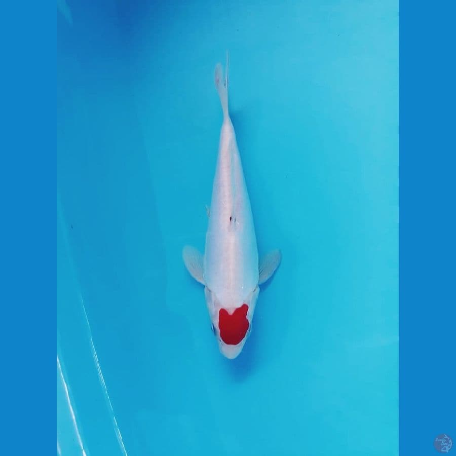 ~ 10 ~ Tancho Kohaku 22cm ORI ®