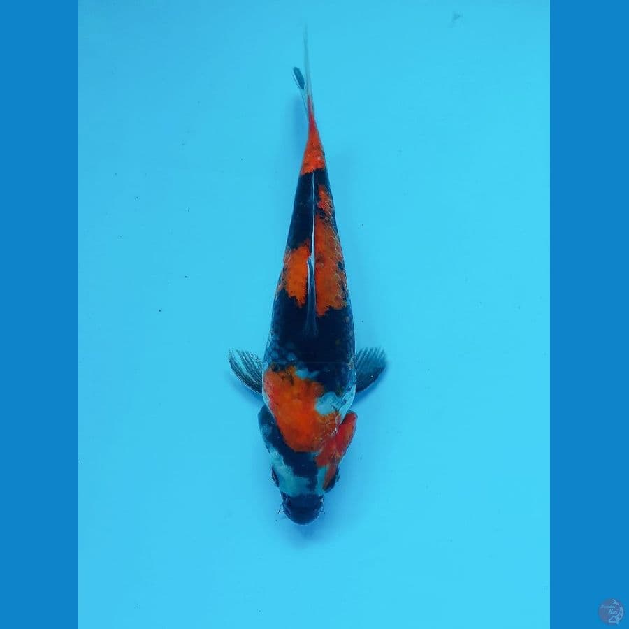~ 13 ~ Showa 17cm