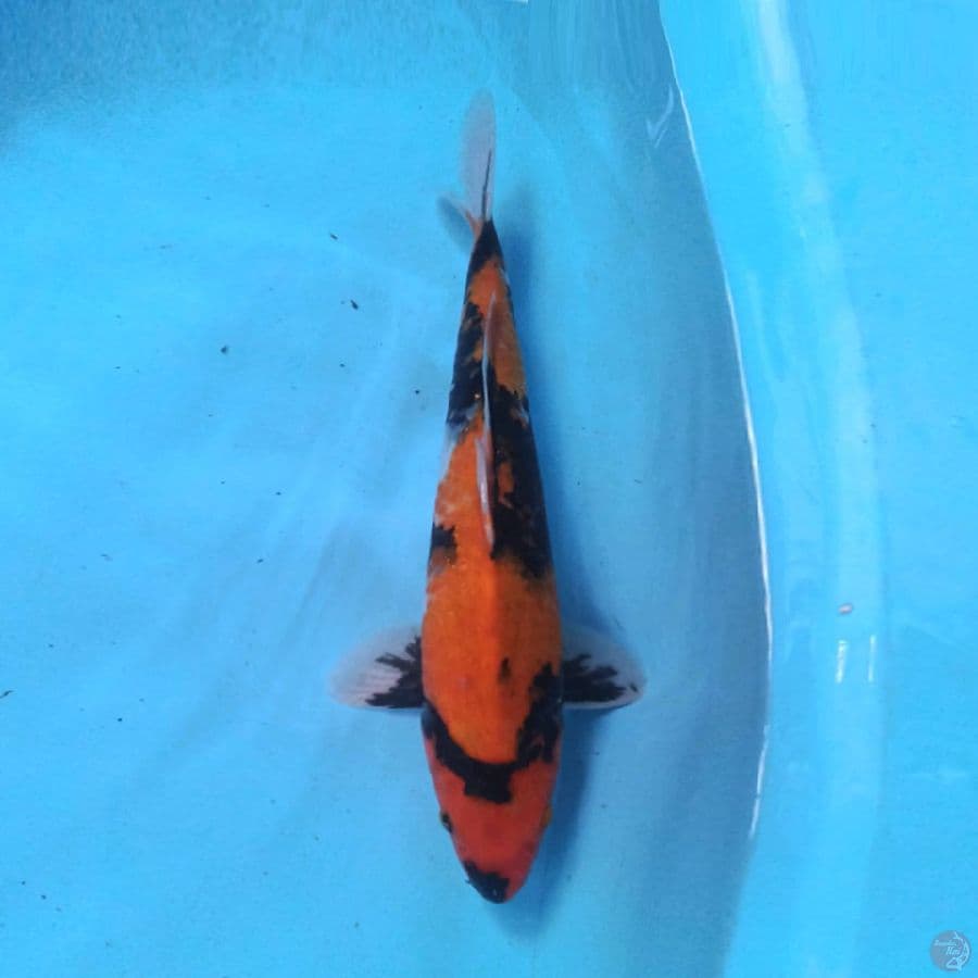Showa 37cm
